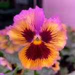 Viola