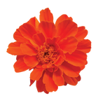 Marigold