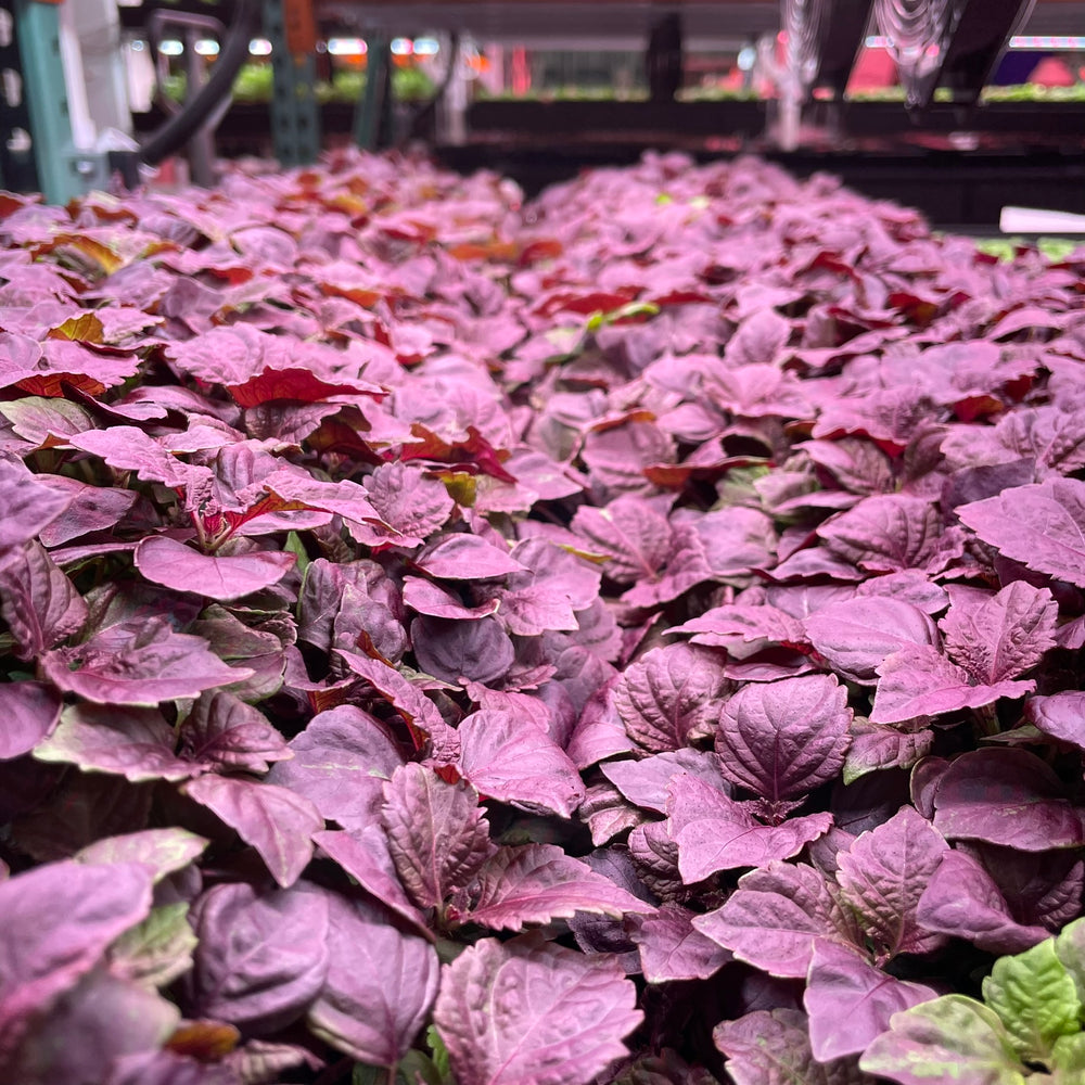 Purple Shiso