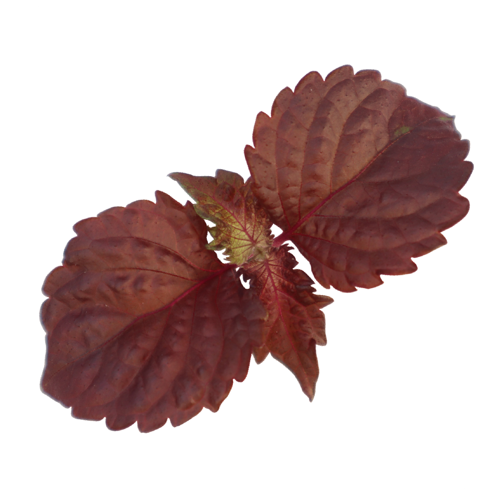 Purple Shiso