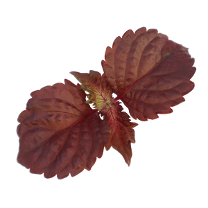 Purple Shiso