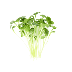 Ruby stem radish