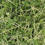 Micro Broccoli