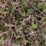 Micro Red Cabbage