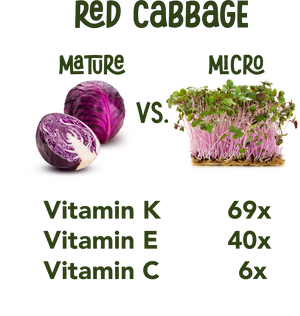 Micro Red Cabbage